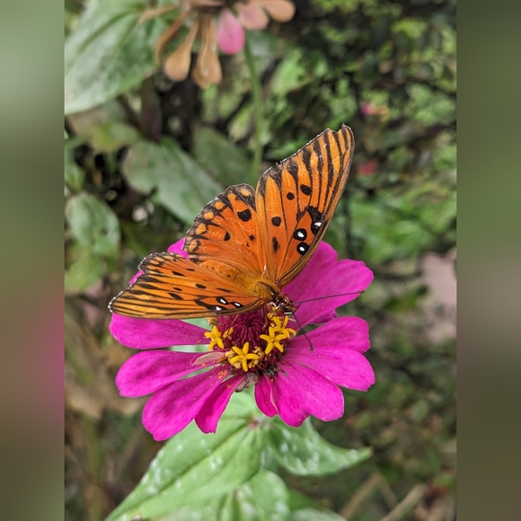 Meet your Posher Niccole - Picture 3 of 3